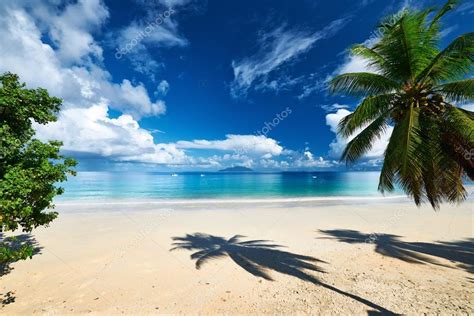 Zwei männer spazieren mit ihren hunden über den schmalen strand. Schöner Strand mit Palme - Stockfotografie: lizenzfreie ...