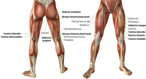 This mainly trains your quadriceps (front upper legs) but also your calves, lower back, glutes and hamstrings (back thigh muscles). Lower BOdy Muscles - Muscle Project