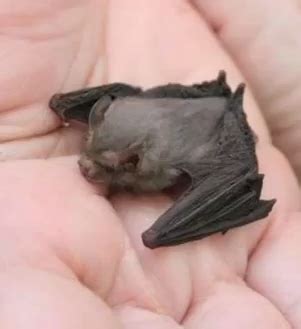 While population estimates have risen recently due to the discovery of new populations, this small bat is vulnerable. Image by Tabia McCarty on Nature's Creatures | Bumblebee ...