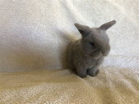 More pictures and videos on request, mum and. Pure bred baby bunnies for sale - farm & garden - by owner ...