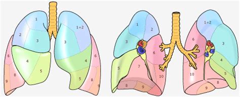 Maybe you would like to learn more about one of these? 肺結核がS1,2,6に好発する理由 - つねぴーblog＠内科専攻医