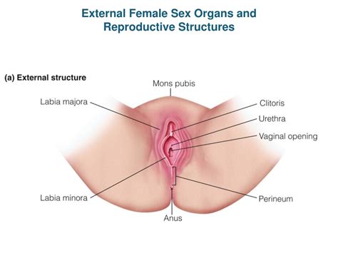 The female reproductive system provides several functions. PPT - External Female Sex Organs and Reproductive ...