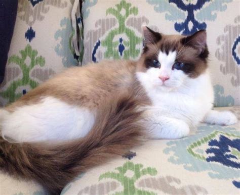 The cheapest offer starts at £10. Seal point bicolor Ragdoll cat - TICA registered for Sale ...