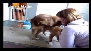 Animal Mating|Funny Animals|Dog Mating Compilation