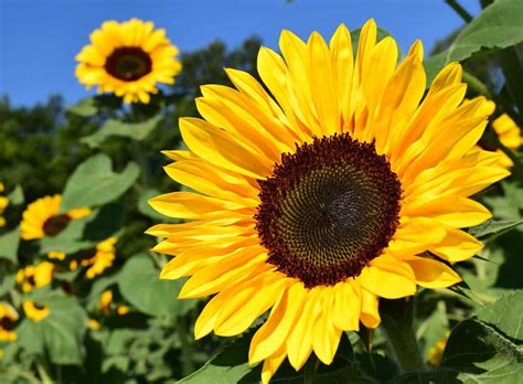 Cara Menanam Bunga Matahari Jepang