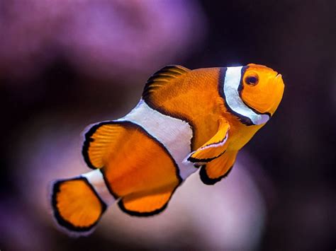 Clownfish Physical Characteristics