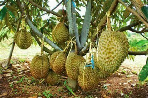bibit durian