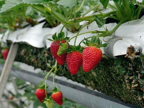 Kebun Strawberry Astana Anyar